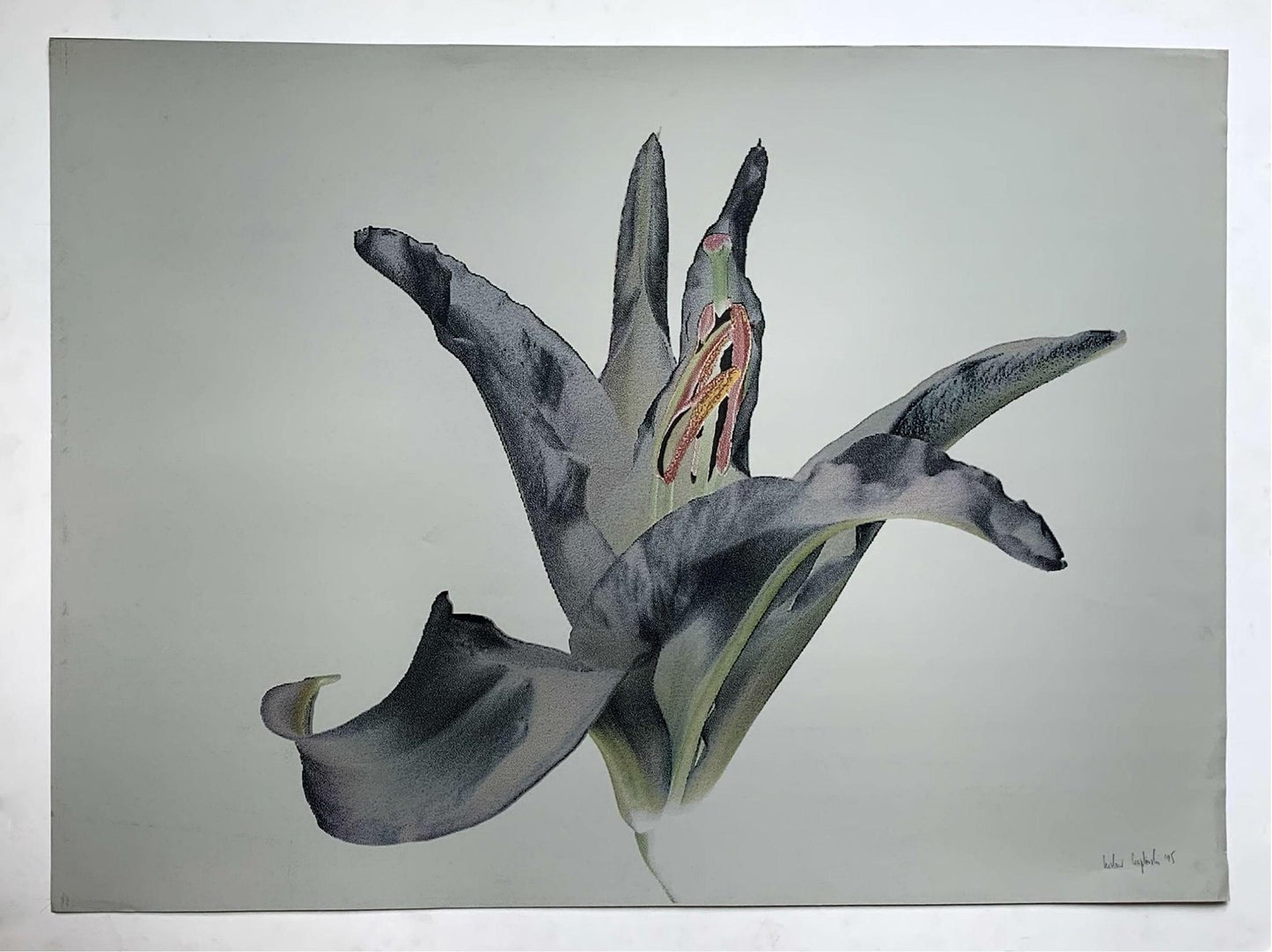 Czeslaw Czaplinski, Lily, 1995