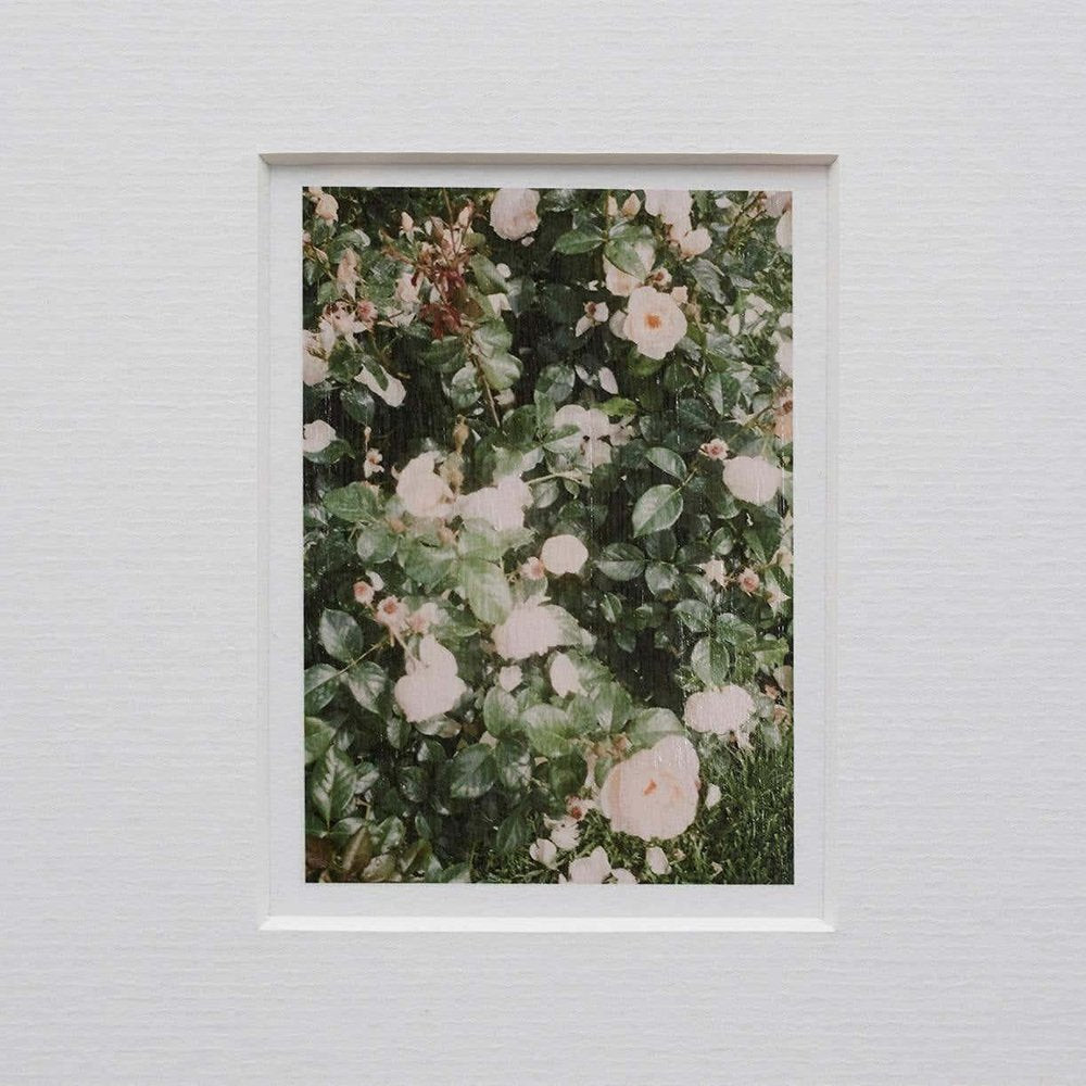 David Urbano Contemporary Color Limited Edition Photography the Rose Garden N44