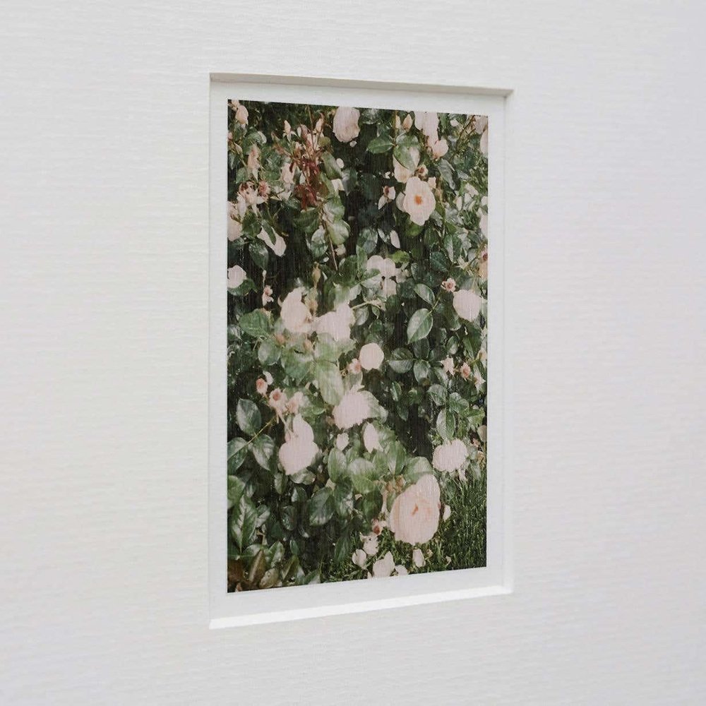 David Urbano Contemporary Color Limited Edition Photography the Rose Garden N44