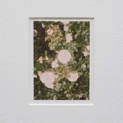 David Urbano, The Rose Garden Nº 32, 2017, Giclée Print-WM-1291544