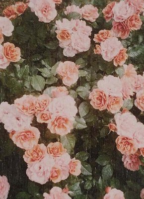 David Urbano, The Rose Garden No. 21, Photographic Giclee Print-WM-1360735