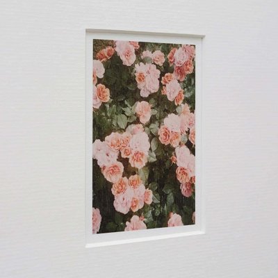 David Urbano, The Rose Garden No. 21, Photographic Giclee Print-WM-1360735