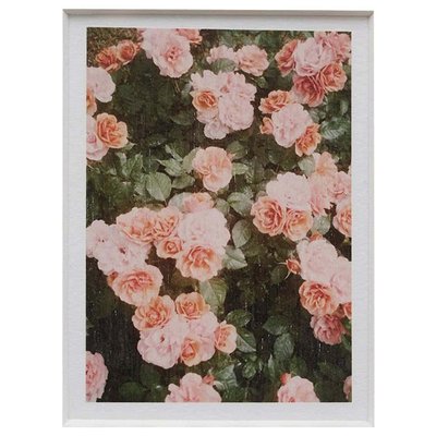 David Urbano, The Rose Garden No. 21, Photographic Giclee Print-WM-1360735