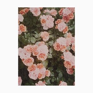 David Urbano, The Rose Garden No. 21, Photographic Giclee Print-WM-1360735