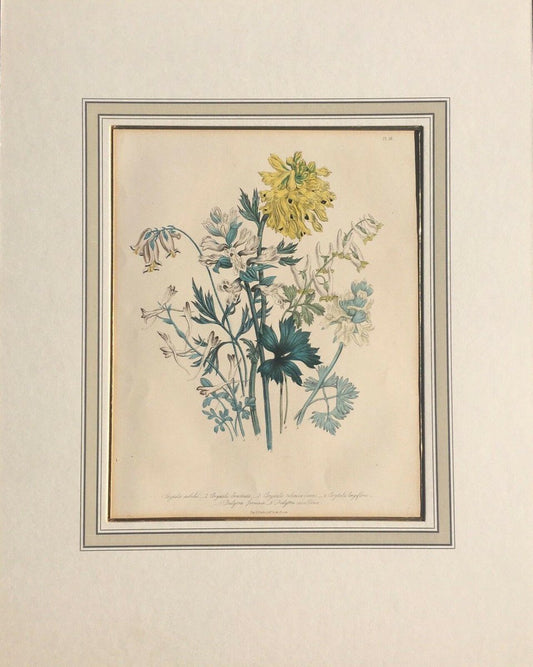 Day & Haghe for the Queen, Corydalis Nobilis Lithograph