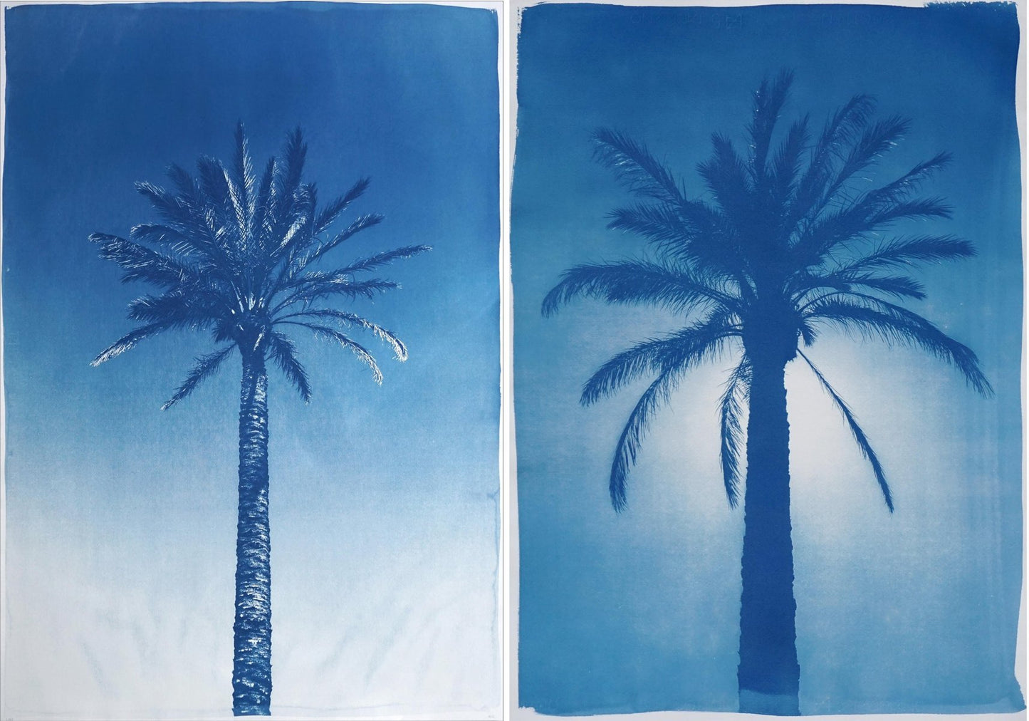 Duo of Egyptian Palms, Cyanotype on Paper, 2019