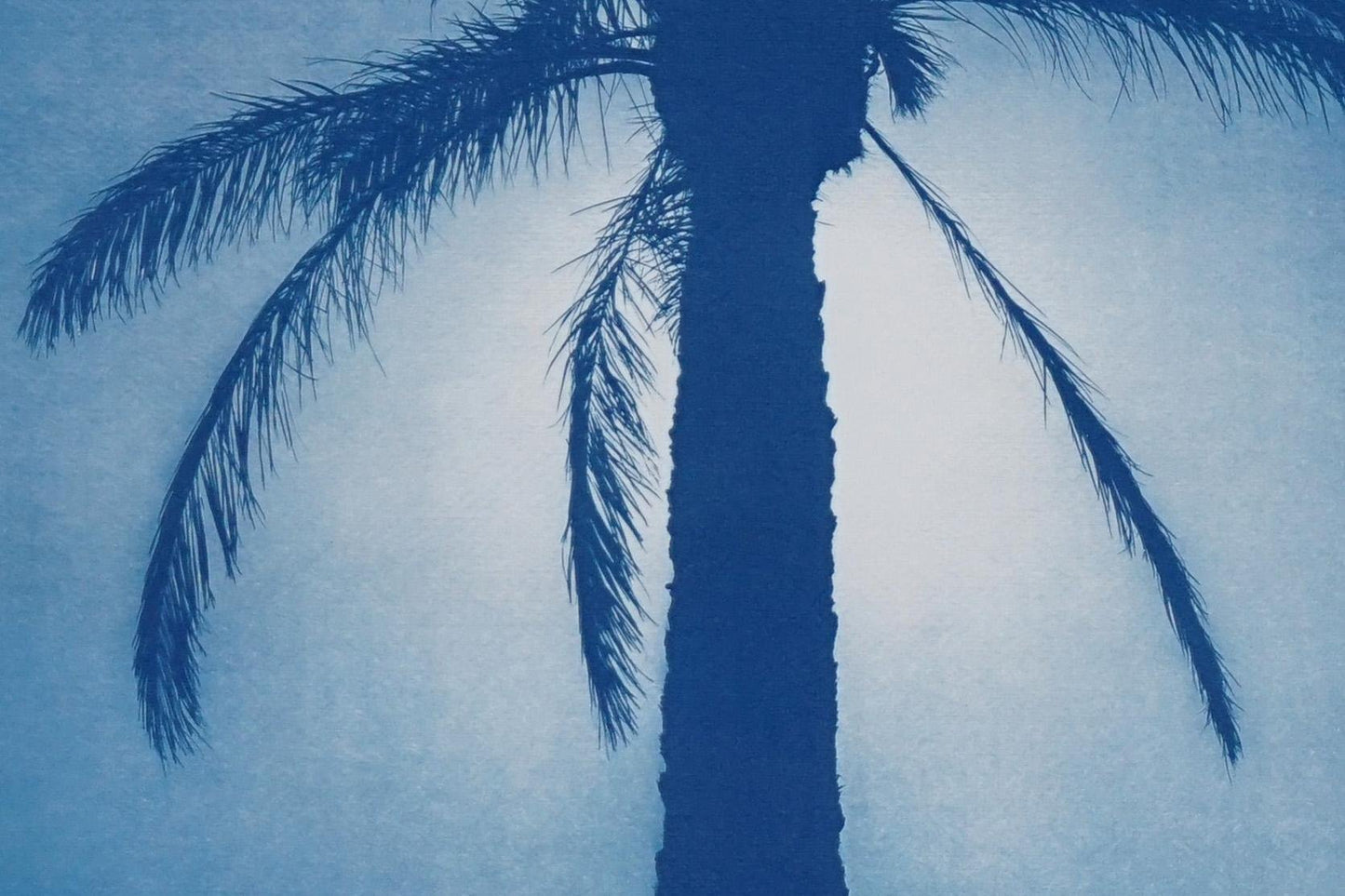 Duo of Egyptian Palms, Cyanotype on Paper, 2019