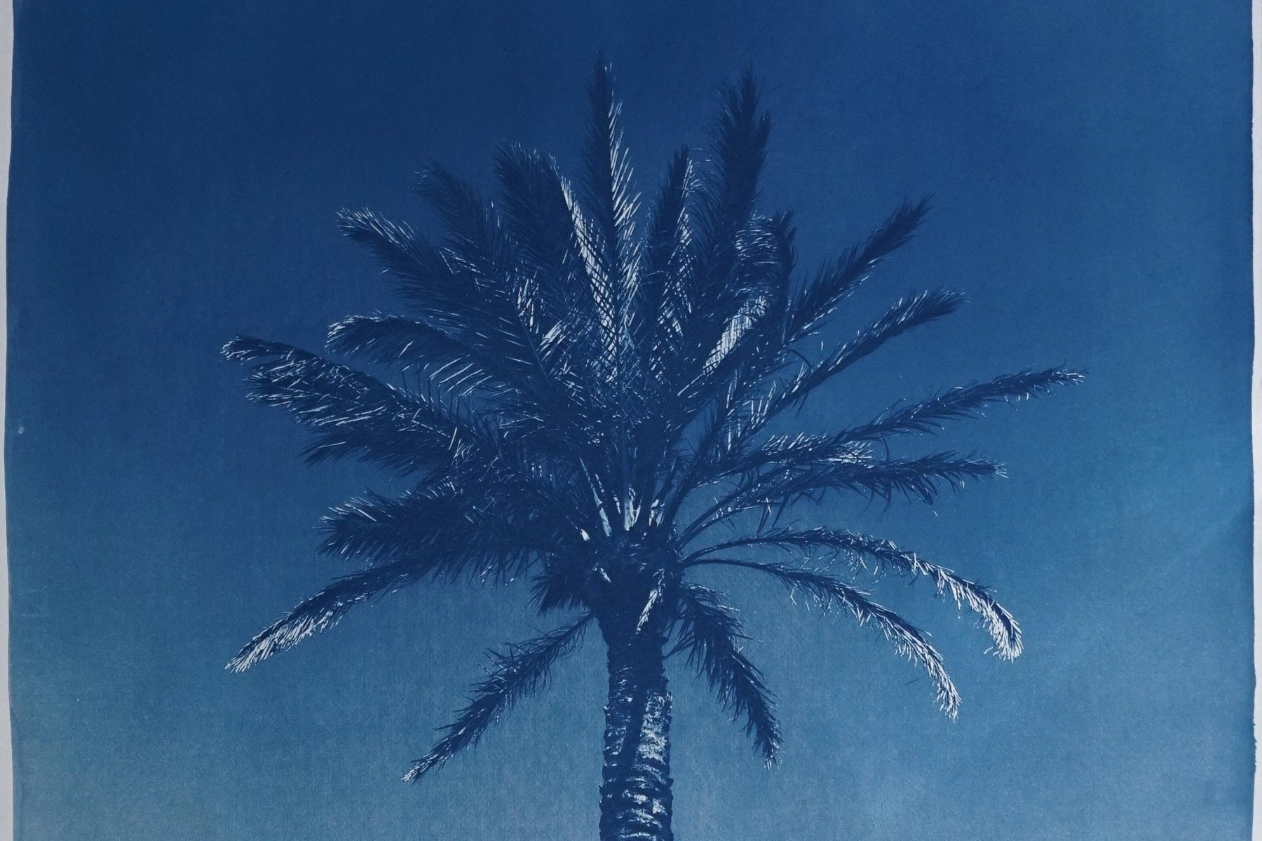 Duo of Egyptian Palms, Cyanotype on Paper, 2019