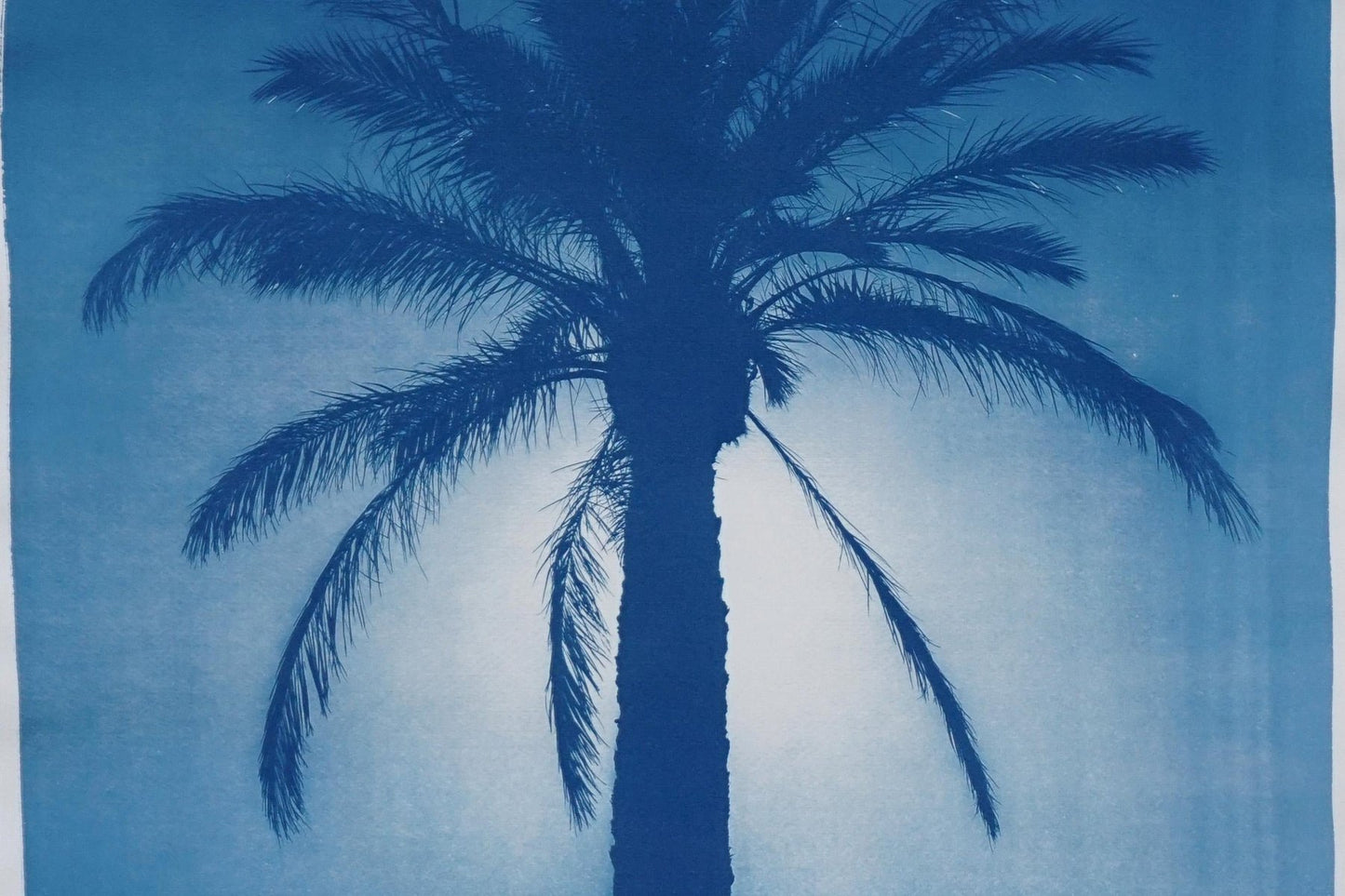 Duo of Egyptian Palms, Cyanotype on Paper, 2019