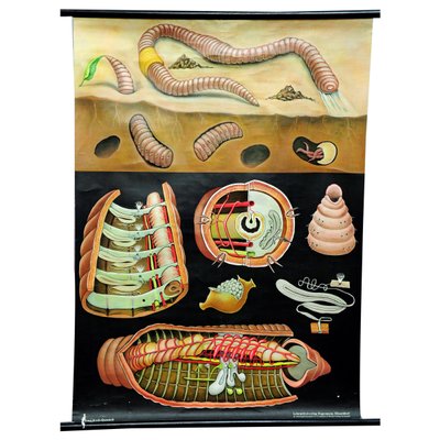 Earthworm Lumbricidae Wall Chart Life Art Print by Jung Koch Quentell-KJP-1253798