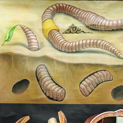 Earthworm Lumbricidae Wall Chart Life Art Print by Jung Koch Quentell-KJP-1253798