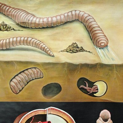 Earthworm Lumbricidae Wall Chart Life Art Print by Jung Koch Quentell-KJP-1253798