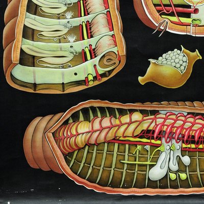 Earthworm Lumbricidae Wall Chart Life Art Print by Jung Koch Quentell-KJP-1253798