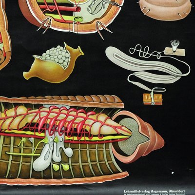 Earthworm Lumbricidae Wall Chart Life Art Print by Jung Koch Quentell-KJP-1253798