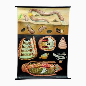 Earthworm Lumbricidae Wall Chart Life Art Print by Jung Koch Quentell-KJP-1253798