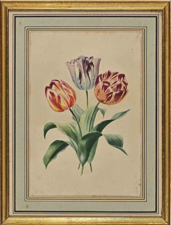 Edouard Maubert, Tulips, Etching, 19th Century