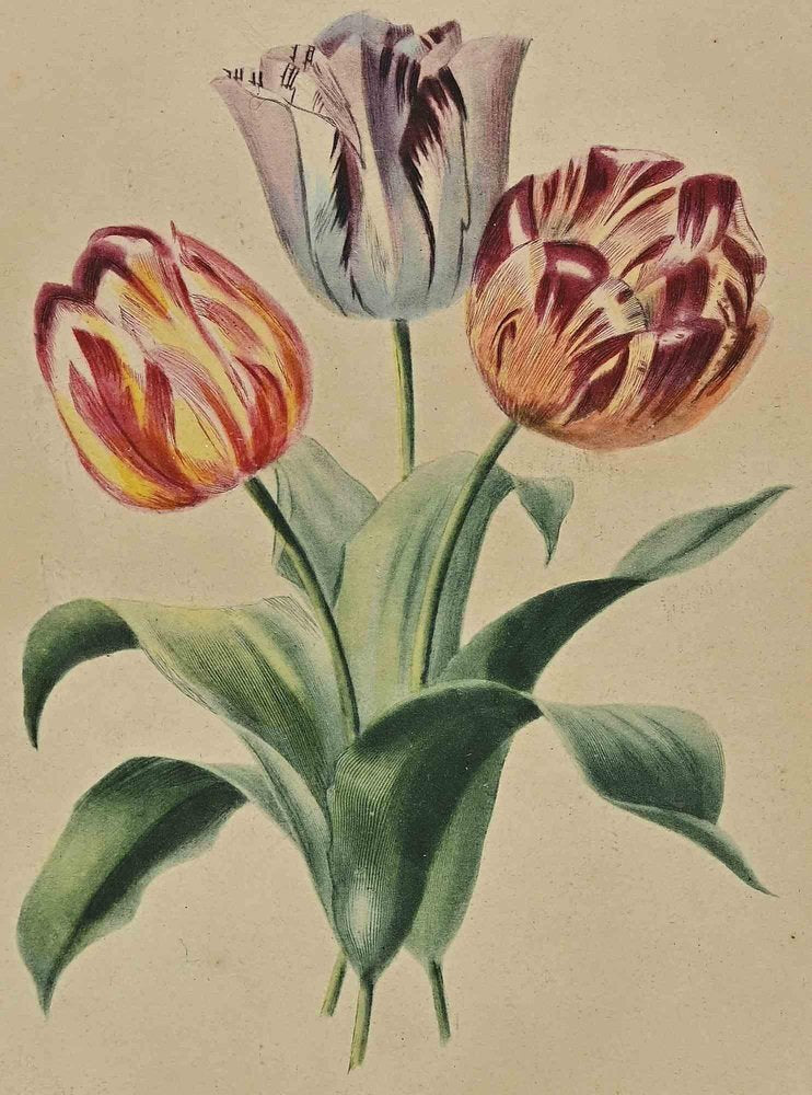 Edouard Maubert, Tulips, Etching, 19th Century