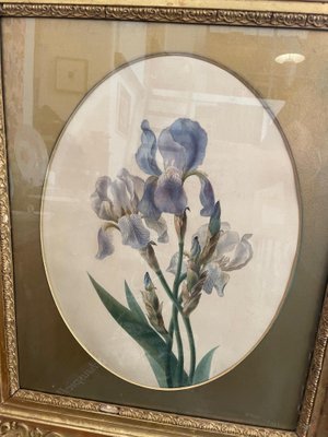 Emily Stackhouse, Schwertlilie, 1864, Watercolor on Paper, Framed-SEI-1192345