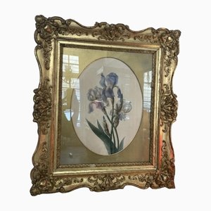 Emily Stackhouse, Schwertlilie, 1864, Watercolor on Paper, Framed-SEI-1192345