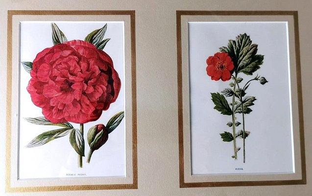 English Artist, Flowers, Chromolithographic Print Diptych, 1900, Framed-QRS-1788228