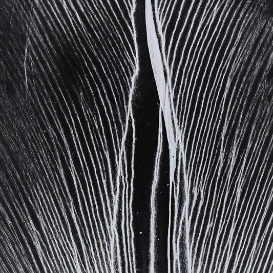 Enrico Garzaro, Black and White Photography, Flora Photogram