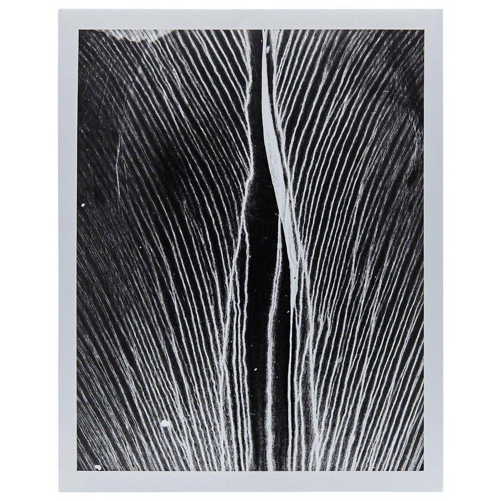 Enrico Garzaro, Black and White Photography, Flora Photogram