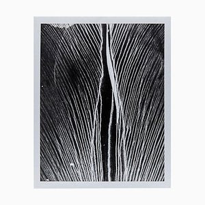 Enrico Garzaro, Black and White Photography, Flora Photogram-WM-1044988