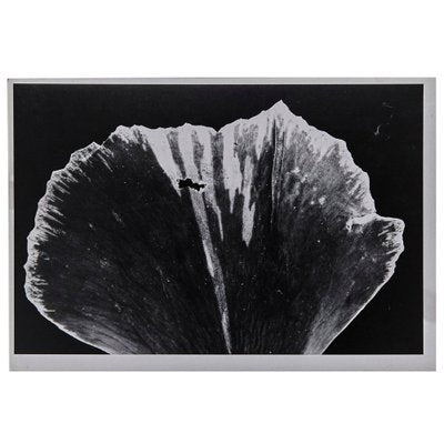 Enrico Garzaro, Flora Photogram-WM-1044784