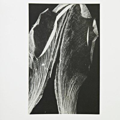 Enrico Garzaro, Flora Photogram-WM-1044750