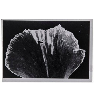 Enrico Garzaro, Flora Photogram-WM-1044784