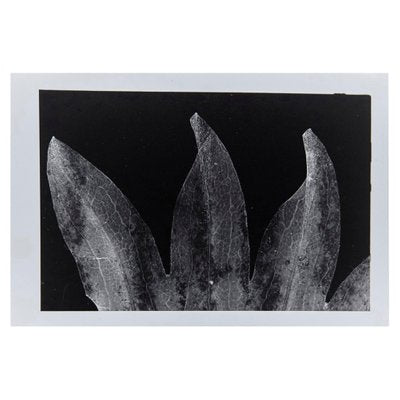 Enrico Garzaro, Flora Photogram, Black and White Photograph-WM-1044938