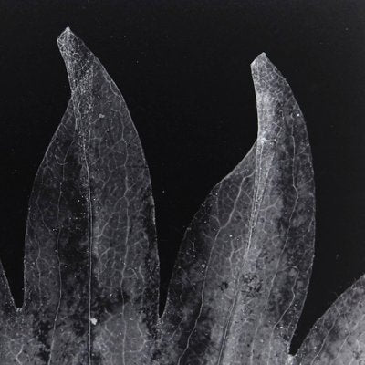 Enrico Garzaro, Flora Photogram, Black and White Photograph-WM-1044938