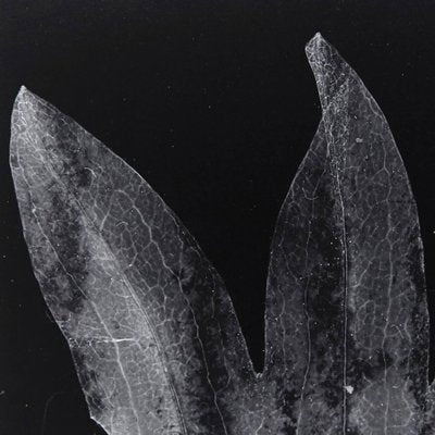 Enrico Garzaro, Flora Photogram, Black and White Photograph-WM-1044938