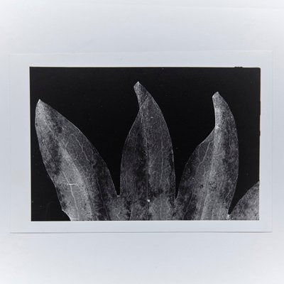 Enrico Garzaro, Flora Photogram, Black and White Photograph-WM-1044938