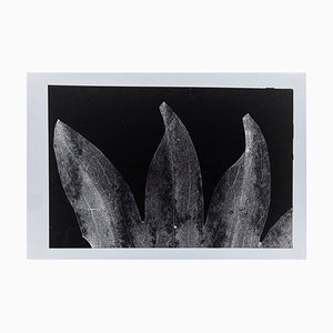 Enrico Garzaro, Flora Photogram, Black and White Photograph-WM-1044938