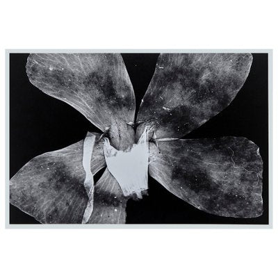 Enrico Garzaro, Flora Photogram, Black and White Photography-WM-1045000