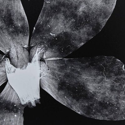 Enrico Garzaro, Flora Photogram, Black and White Photography-WM-1045000