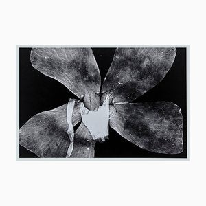 Enrico Garzaro, Flora Photogram, Black and White Photography-WM-1045000