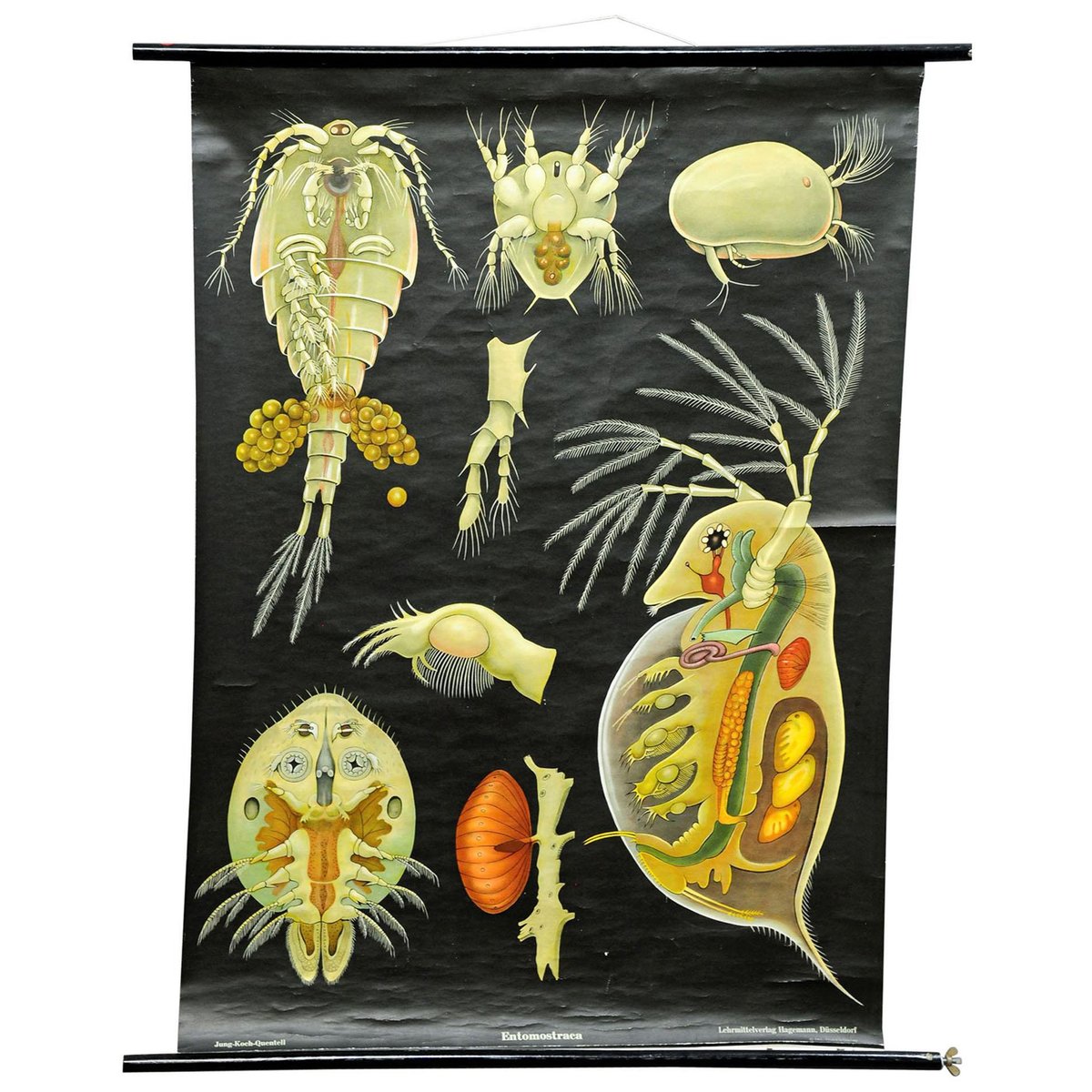 Entomostraca Animal Poster Print Pull-Down Wall Chart by Jung Koch Quentell