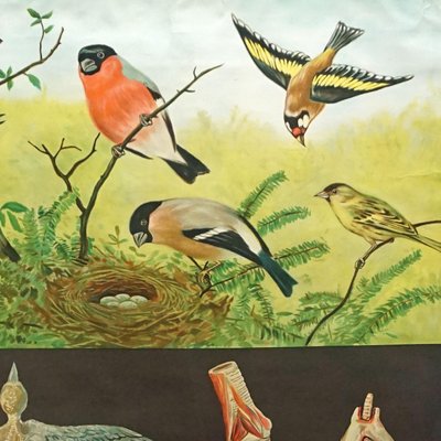 Finches Birds Rollable Wallchart by Jung Koch Quentell-KJP-1149171