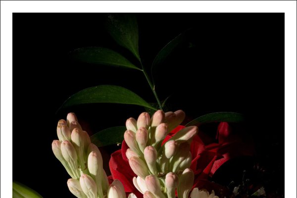 Flowers with Caravaggio Light, Still Life Giclée Photo, 2021-RWC-1016098