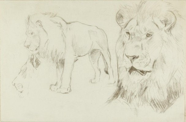 Foreground of a Lion - Original Pencil Drawing by Willy Lorenz - 1940s 1940s-ZCI-755137