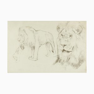 Foreground of a Lion - Original Pencil Drawing by Willy Lorenz - 1940s 1940s-ZCI-755137