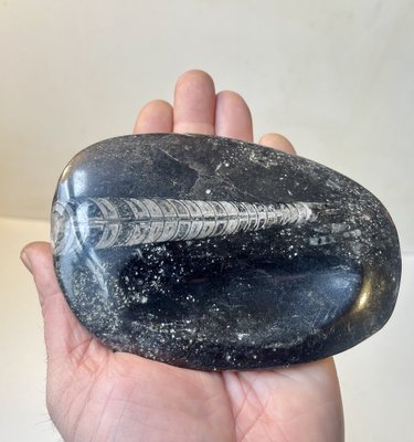 Fossilized Orthoseras Squid Polished Stone Ashtray, 1970s-LCR-2043248