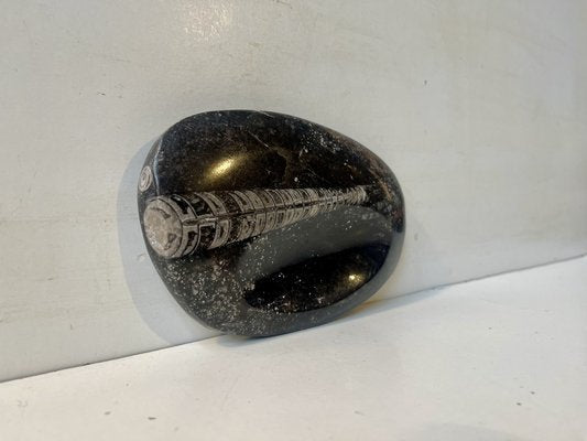 Fossilized Orthoseras Squid Polished Stone Ashtray, 1970s-LCR-2043248