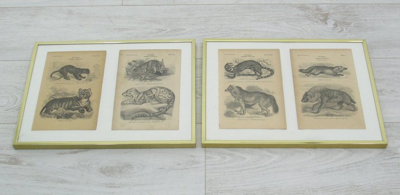 Framed Zoological Pictures, 1970s, Set of 2-WVA-1819547