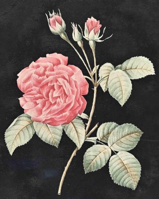 François Langlois, Roses, Original Etching, 19th Century, Framed-ZCI-1403400