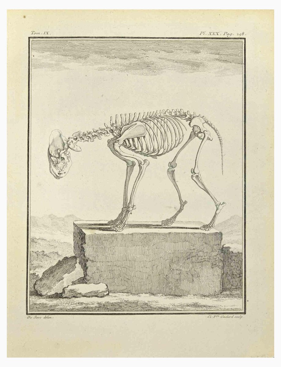 Françoise Guelard, The Skeleton, Etching, 1771