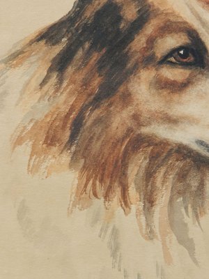 Frederick Roe, Portrait of Collie Dog, 1920-1930, Watercolor-ARU-1386439