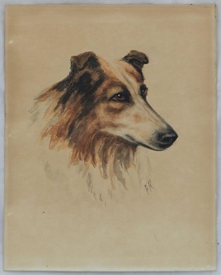 Frederick Roe, Portrait of Collie Dog, 1920-1930, Watercolor-ARU-1386439